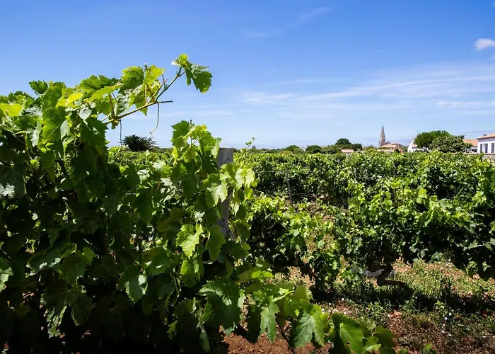 Les Vignes De La Chapelle, 